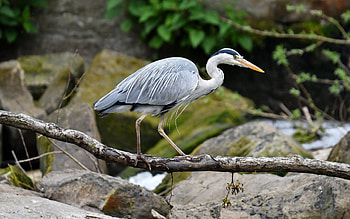 Heron, Latvia, branch, bird, rocks HD wallpaper