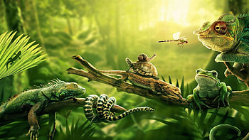 Jungle Animal, Awesome jungle sceneries, rainforest , Lively wildlife HD wallpaper