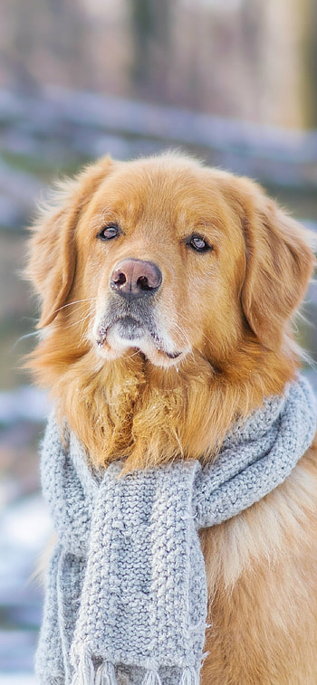 Animal, Golden Retriever, Lovable companion, Nature's gift HD phone wallpaper