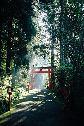 Nature, Trees, Lights, Beams, Rays, Road, Lanterns, China, Gate, Goal HD phone wallpaper