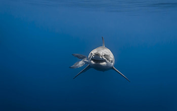 of sharks, Imgur HD wallpaper