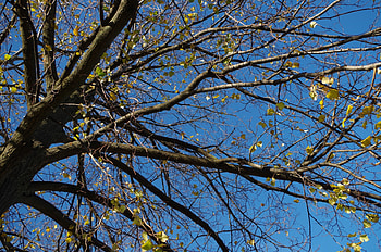 Fall tree, autmn, branches, sky, tree HD wallpaper
