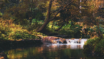 Osho forest, Pune City, India, trees, river, rocks, cascade, landscape HD wallpaper