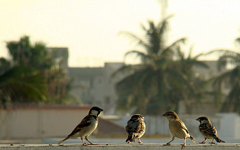 Animals, Birds, Sparrows, Gang HD wallpaper