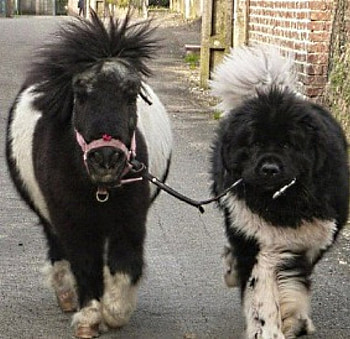 Pony,walked by a dog, sideways, bicolored, bodies, painted HD wallpaper