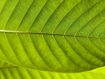 Plants, Background, Leaves HD wallpaper