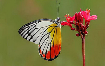 Painted Jezebel Butterfly HD wallpaper