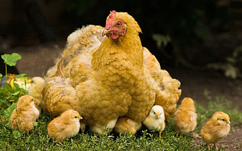 Animals, Birds, Chicks, Young, Stroll, Cubs, Hen HD wallpaper