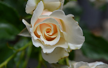 Rose, white, macro, flower HD wallpaper