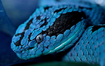 Animals, Eyes, Color, Snake, Head HD wallpaper