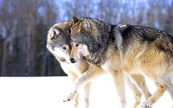 Gray Wolf, Running wolf, , Backgrounds HD wallpaper