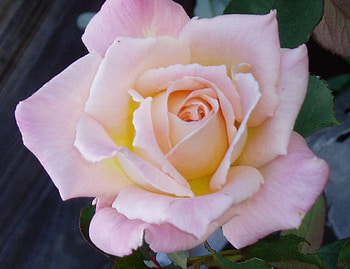 Rose., rose, silver, beautiful, anniversary, gift HD wallpaper