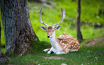 Resting deer , Animal , Tranquil scene, Relaxation HD wallpaper