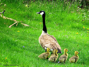 Mama Goose and Her Babies Not Listening, animal, farm, baby, goose, country, spring, fowl, parent, field, baby animal, nature, child, geese HD wallpaper