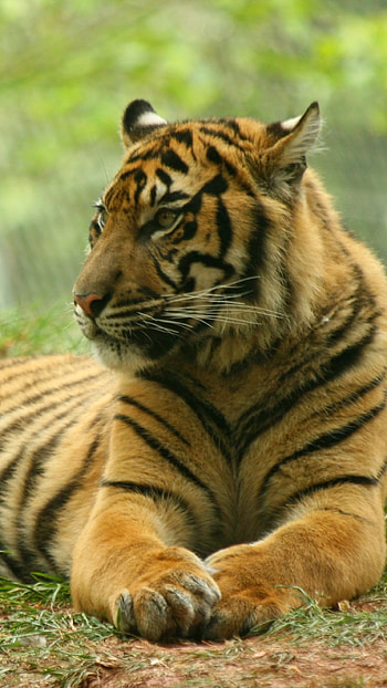 Tiger , Tiger In Forest HD phone wallpaper