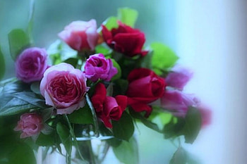 Steamy Summer ~ Bouquet of Love, Red, Pink, Love, Roses, Valentine, Sweet, Bouquet, Flowers, SoftFocus HD wallpaper