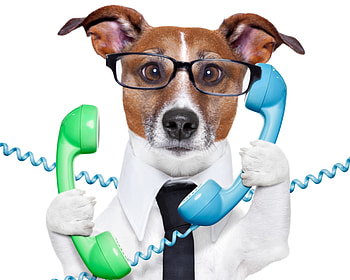 Hallo?!, blue, dog, white, green, funny, jack russell terrier, , caine HD wallpaper