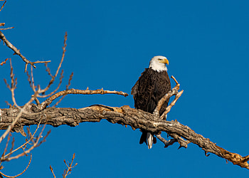 Animals, Bird, Branch, Predator, Wildlife, Bald Eagle, White-Headed Eagle HD wallpaper
