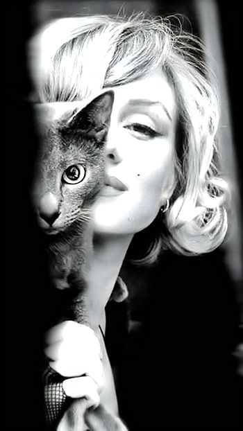 Marilyn Monroe, u, Hollywood, gato, vintage, , cat HD phone wallpaper