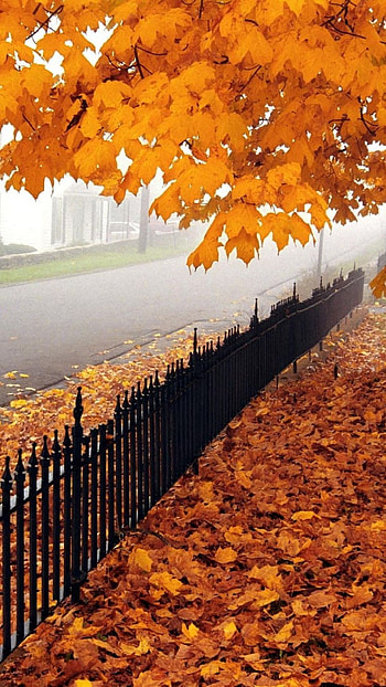 Autumn tree leaves, Fence fencing, West Virginia, Vintage aesthetics HD phone wallpaper