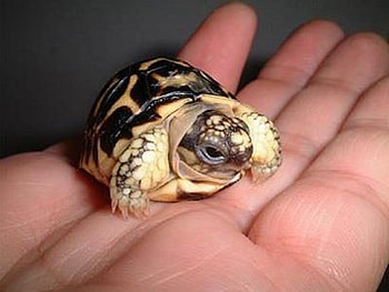 Tiny Turtle, turtle, cool, , tiny HD wallpaper
