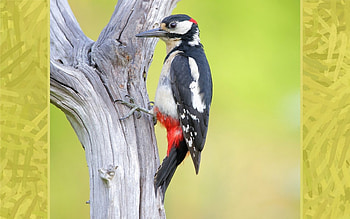 Woodpecker, bird, green, tree HD wallpaper