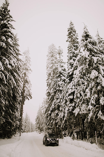 Trees, Nissan, Snow, Cars, Car, Suv HD phone wallpaper