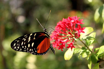 Orange_and_Black_Butterfly, black, butterfly, , flower, cool, orange HD wallpaper