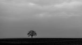 A solitary tree stands in a vast field under a cloudy sky, captured in black and white. HD wallpaper