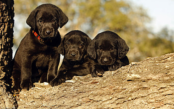 Black lab, Computer , Furry friend, Playful nature HD wallpaper
