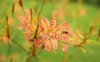 Flowers, Drops, Spotty, Spotted, Blur, Smooth, Pollen HD wallpaper
