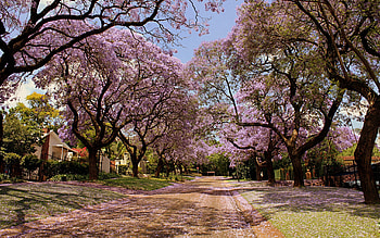 Nature, Flowers, Trees, Park, Spring, Handsomely, It's Beautiful HD wallpaper