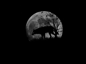 Wolf Silhouette, night, abstract, wolf, silhouette HD wallpaper