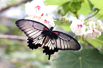 Close-up of a butterfly resting on white flowers, showcasing intricate wing patterns and vibrant flora. HD wallpaper