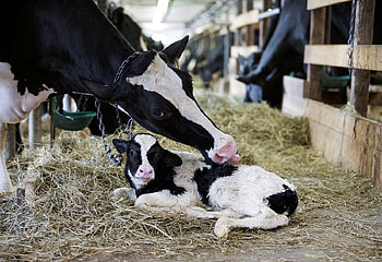 A cow cleans her newborn calf, Quebec, 30 August 2018, Farm, Cow, Canada, Dairy cow, Calf HD wallpaper