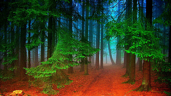 Morning in the Forest, Westphalia, Germany, branches, trees, sky, path, misty HD wallpaper