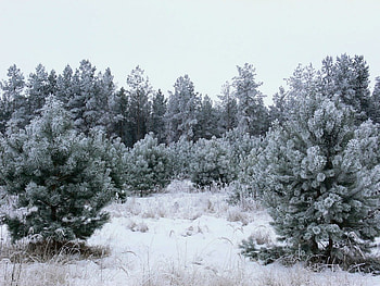 Frost passed through here, winter, frost, pine, snow, forest, tree HD wallpaper