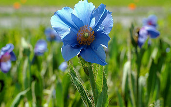 *** Blue poppy flower ***, blue, nature, flowers, poppy HD wallpaper