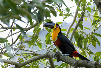Toucan, 130 colorful , Exotic bird , Tropical beauty HD wallpaper