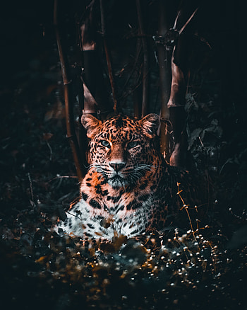 Leopard, stare, predator HD phone wallpaper