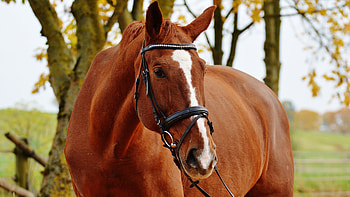 Exquisite horse , Ultra perfection, , Stunning visuals HD wallpaper