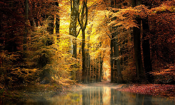 Autumn, Nature, Forest, Trees HD wallpaper