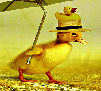 DUCK, DUCKING IN THE RAIN, rain, bird, umbrilla, cute, weather, ducks, animals, pets, , funny, adorable, hats HD wallpaper