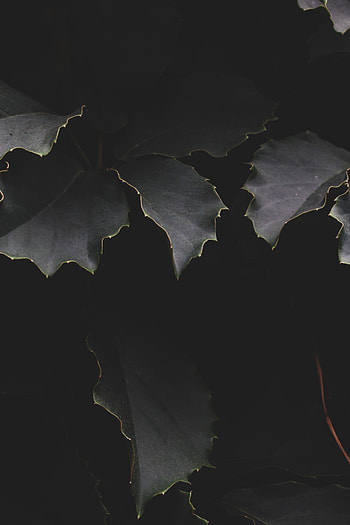 Leaves, Dark, Branches, Shadows HD phone wallpaper