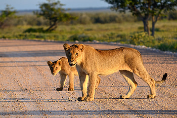 Animals, Road, Lioness, Lion Cub HD wallpaper