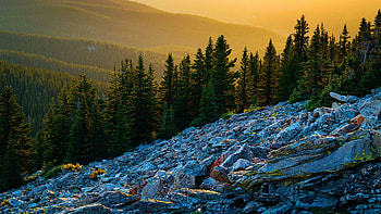 Glowing forest in the Rocky Mountains, Colorado, sunrise, trees, landscape, sky, usa HD wallpaper