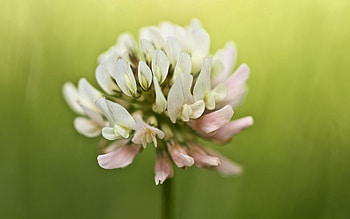 Plant, Macro, Blur, Smooth, Clover HD wallpaper