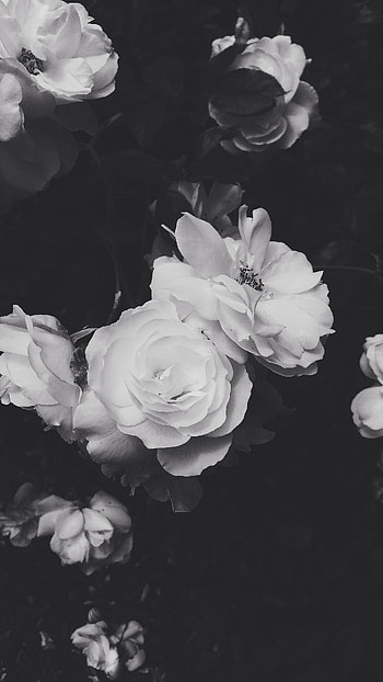 Black Aesthetic, Roses HD phone wallpaper