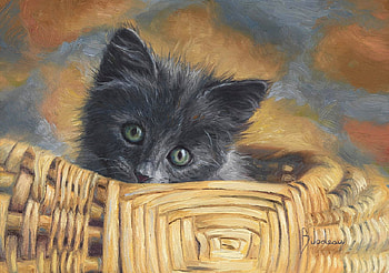 Young black Cat, looking, cat, black, young HD wallpaper