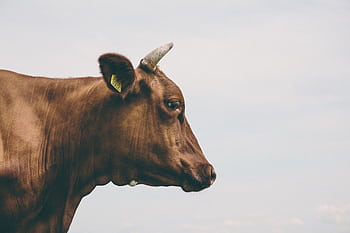 Close-up side view of a brown cow with a horn, tagged ear, in a rural setting. HD wallpaper